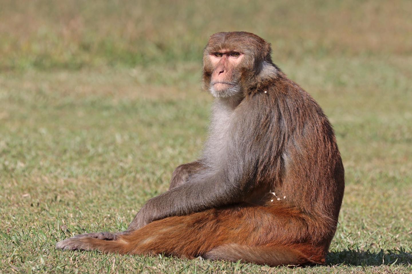 monkey